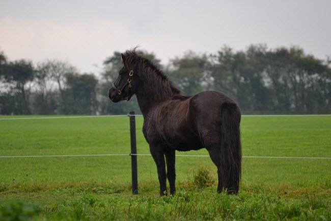 Islænder Dotla billede 5