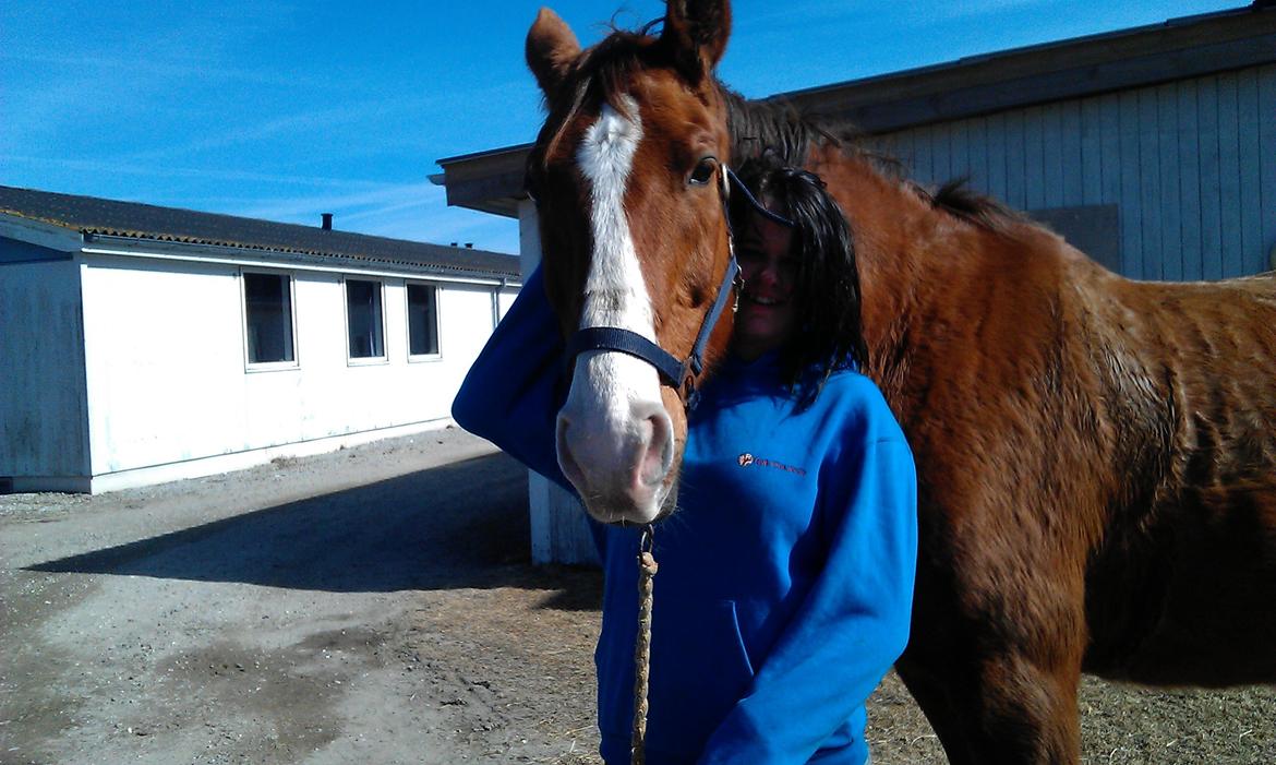 Hannoveraner Nimitz, (Bisnap.) billede 1