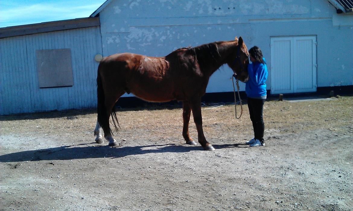 Hannoveraner Nimitz, (Bisnap.) billede 10