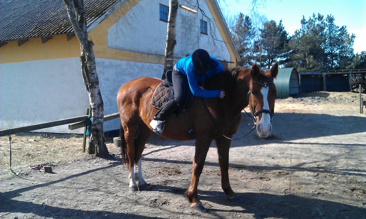 Hannoveraner Nimitz, (Bisnap.) billede 11