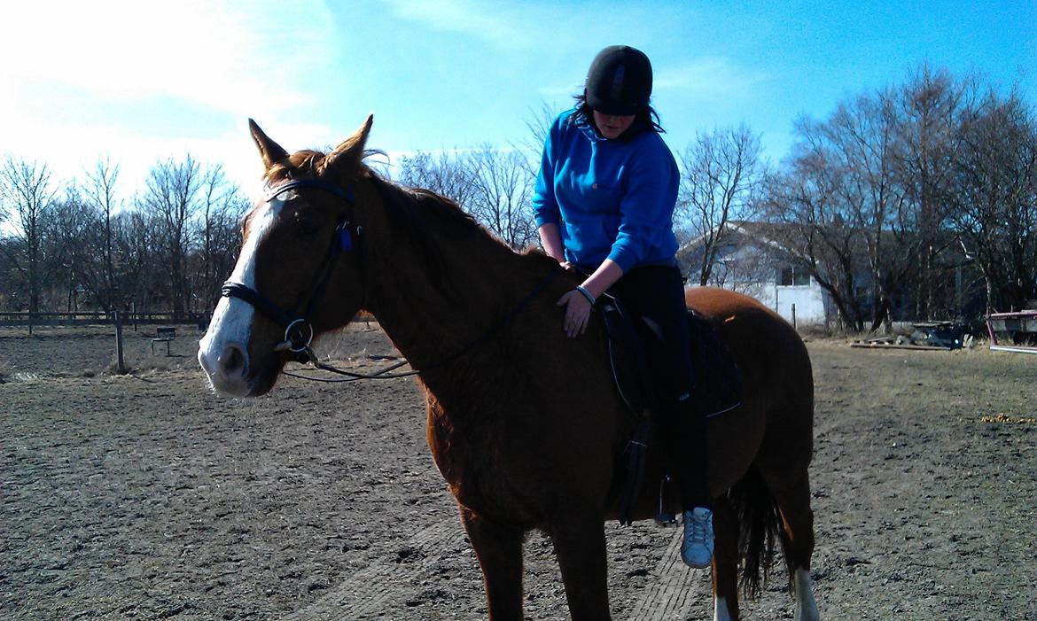 Hannoveraner Nimitz, (Bisnap.) billede 12