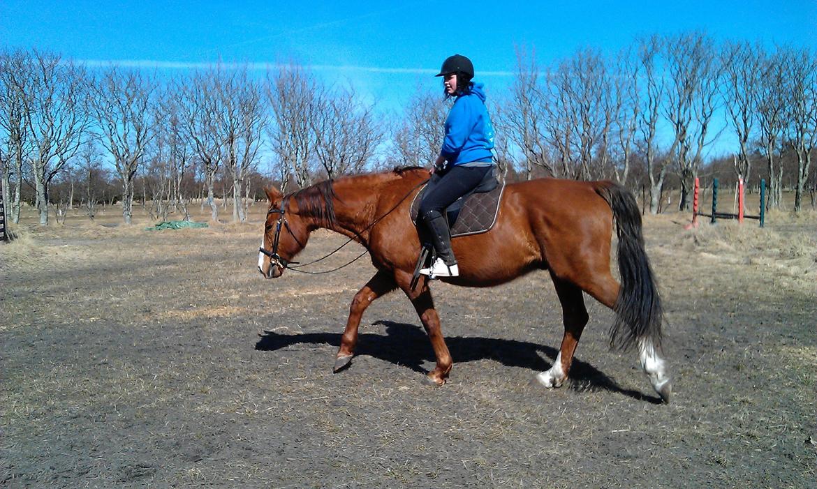 Hannoveraner Nimitz, (Bisnap.) billede 13