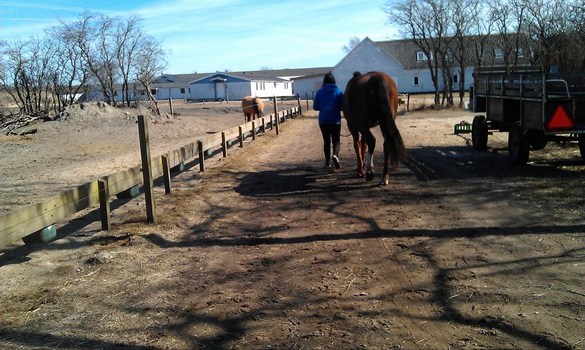 Hannoveraner Nimitz, (Bisnap.) billede 14