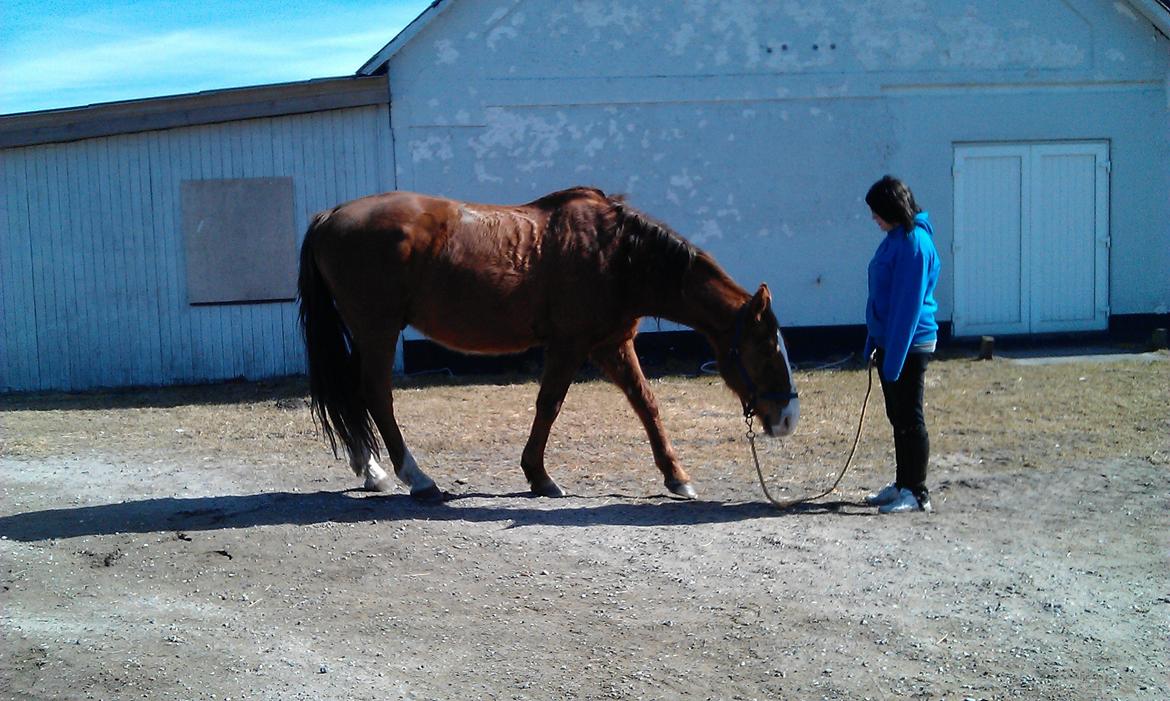 Hannoveraner Nimitz, (Bisnap.) billede 15