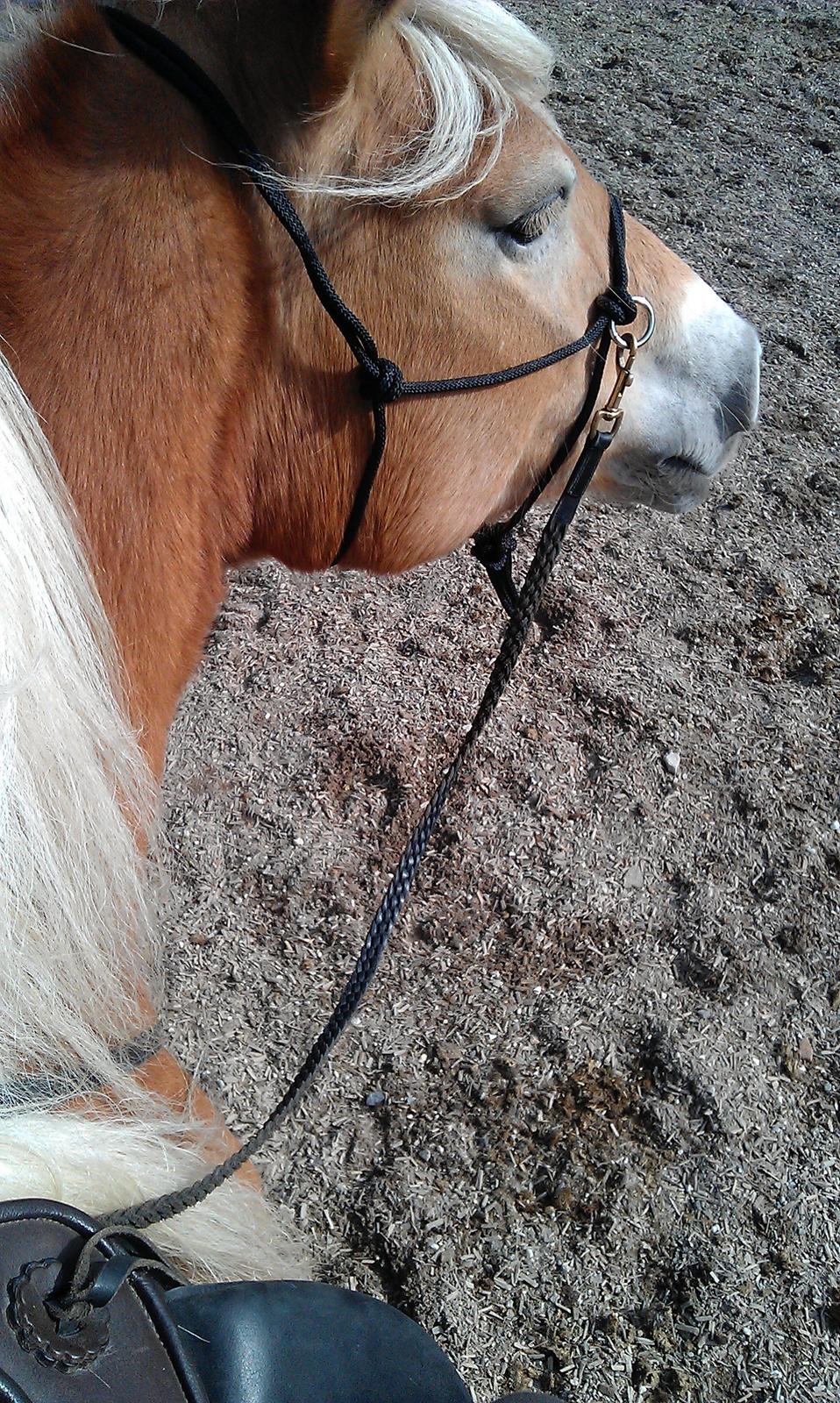 Tyroler Haflinger | Savage - 05-04-13 Ridning i rebgrime på banen. billede 14