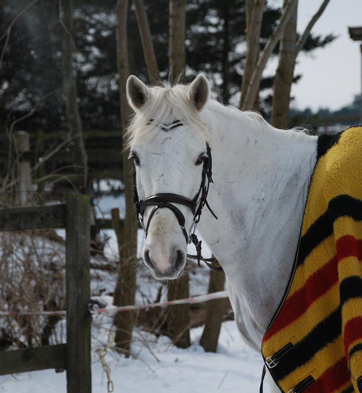 Irsk Sportspony Rahscanlon Lad  - White beauty - billede 9