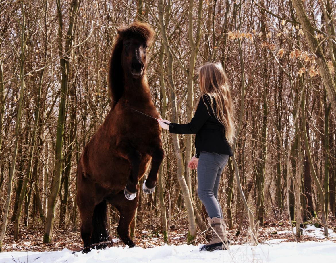 Islænder Dimma fra Kringlan billede 10