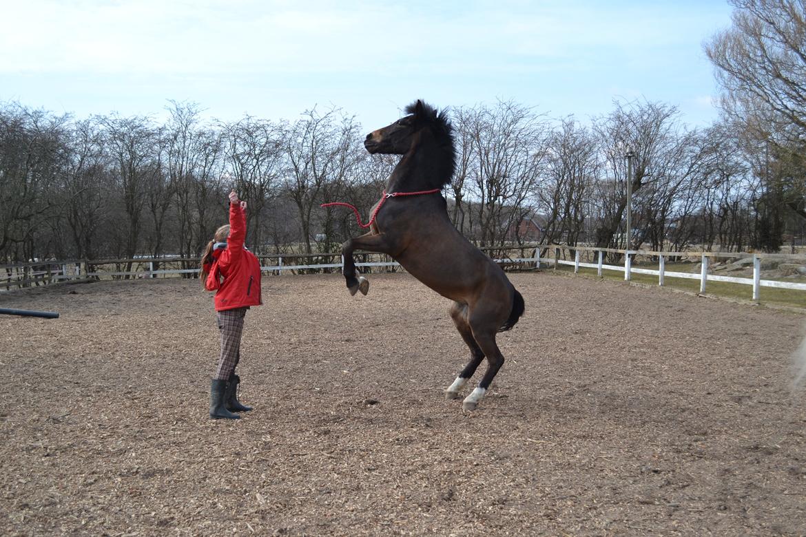 New Forest Mankehøjs Ikzi - Stejle på komando <3 Elsker dig Ikziiiii  billede 15