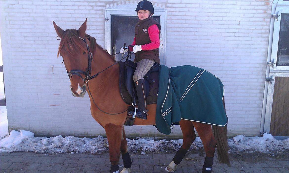 Anden særlig race Kashmir SOLGT - Min søster på Kashmir i brunt billede 15