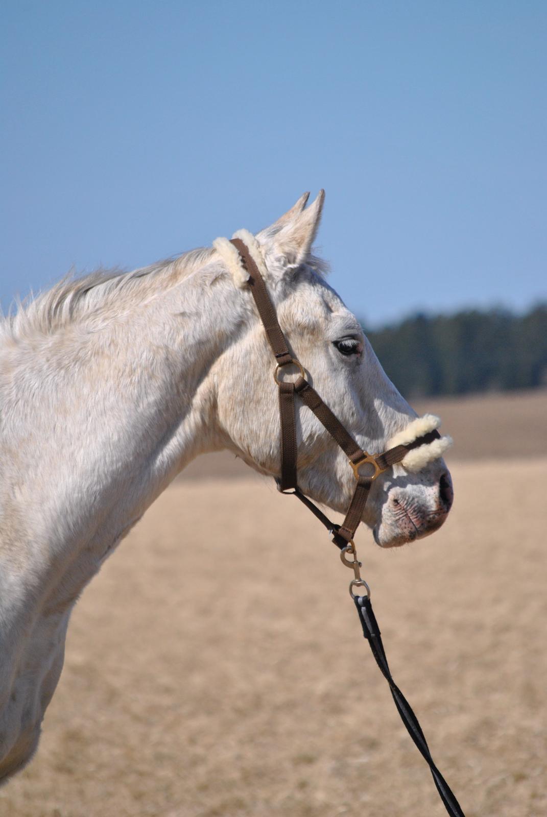 Knabstrupper Makur :-)(solgt) billede 6