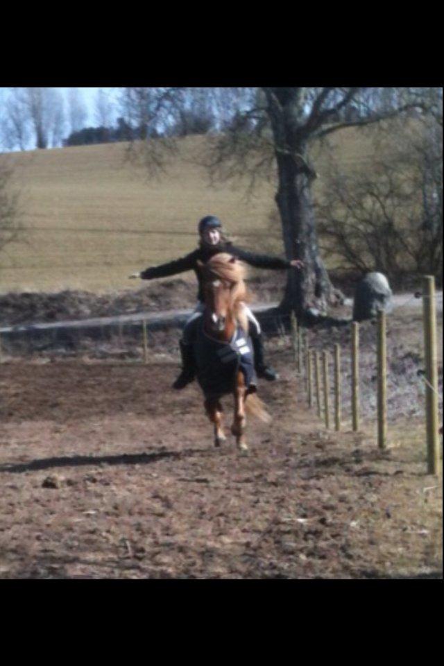 Islænder Garmur fra Lækjamoti - Jessica og Garmur i fuld galop på folden uden noget udstyr! billede 11