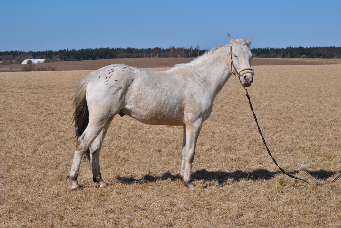 Knabstrupper Makur :-)(solgt) billede 8