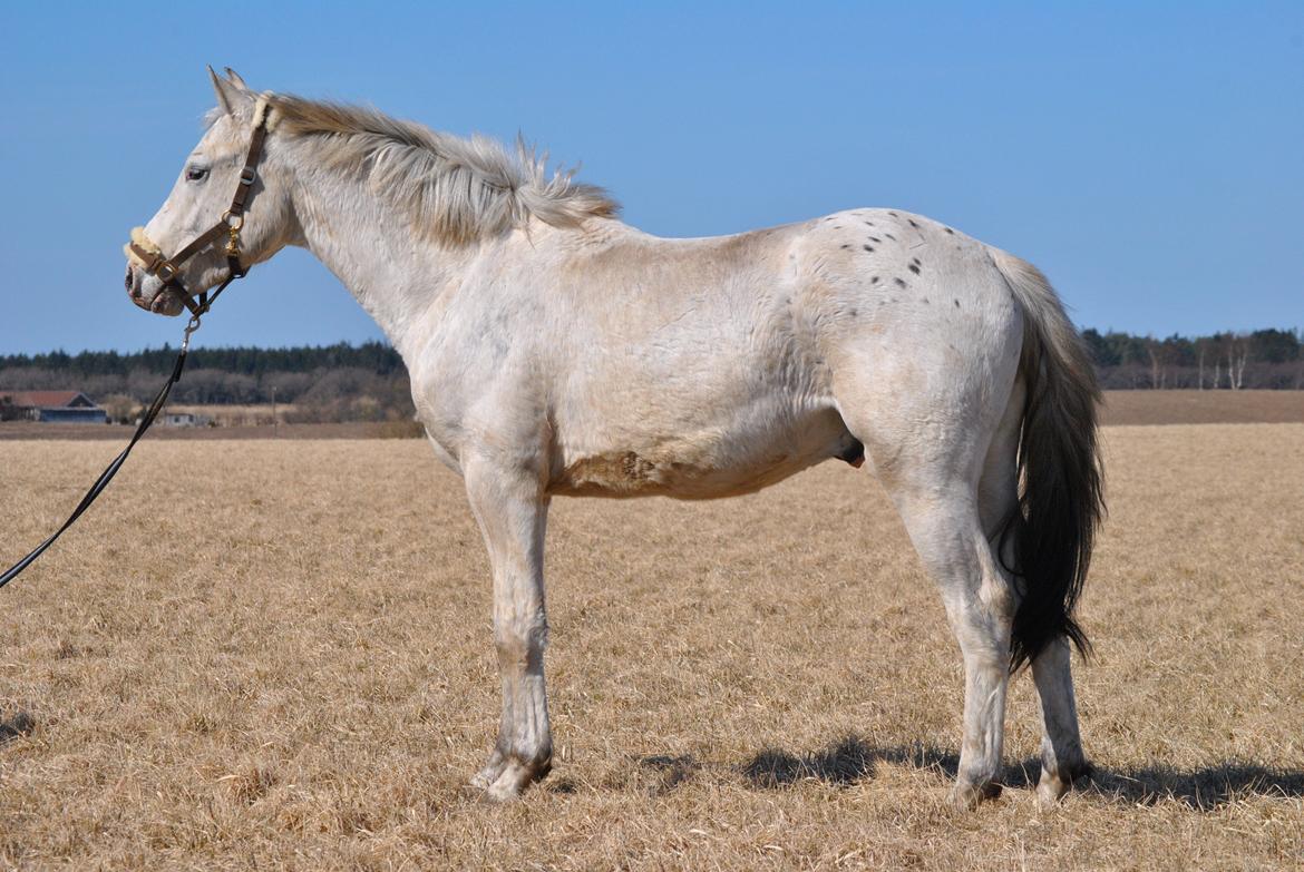 Knabstrupper Makur :-)(solgt) billede 1