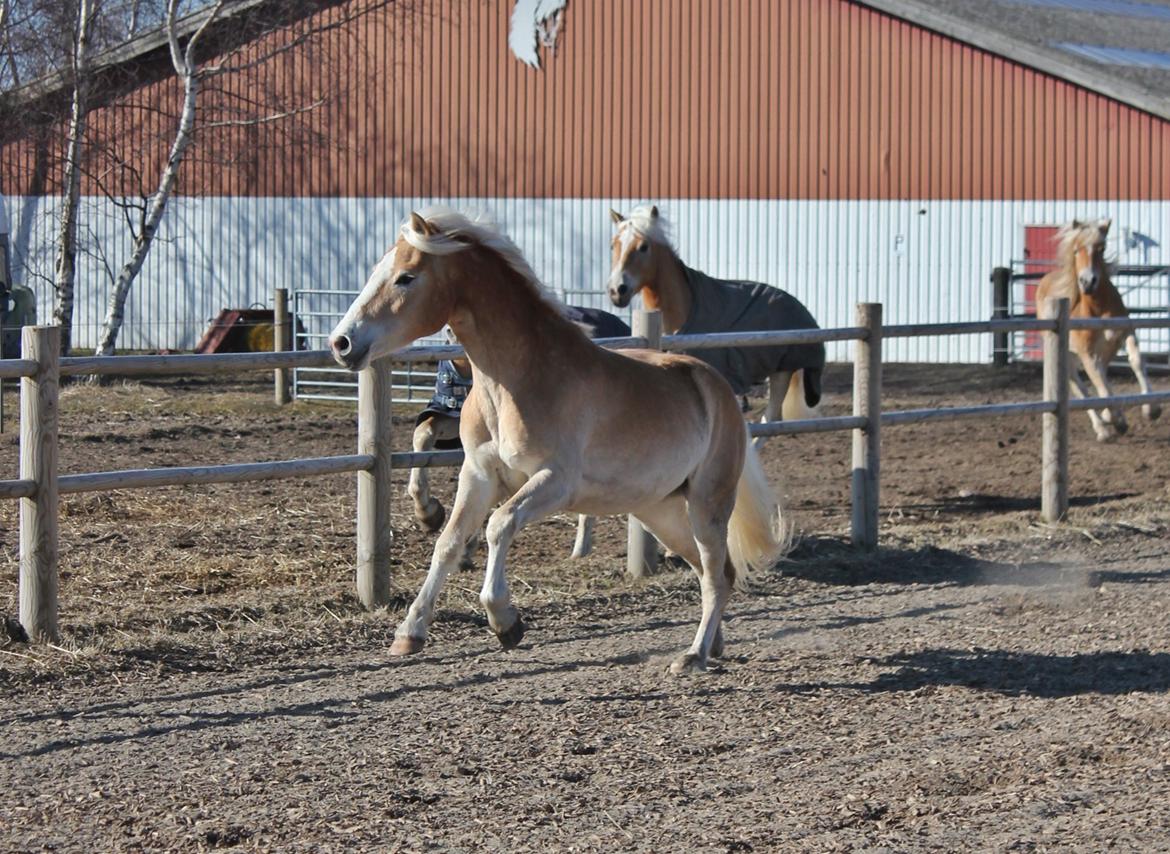 Tyroler Haflinger 'Haffi af Elghuset' (Solgt) - Haffi løber om kamp med drengene :D Foto: Mig billede 7