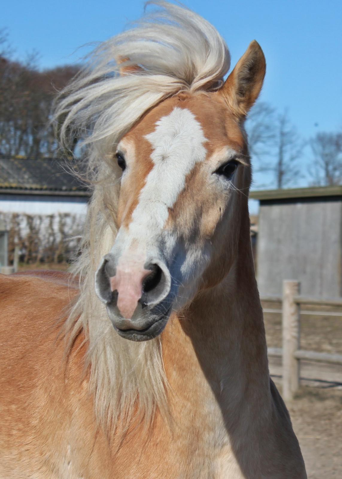 Tyroler Haflinger 'Haffi af Elghuset' (Solgt) - Charme, Selvtilid og Lækkert hår. Foto: Mig billede 8