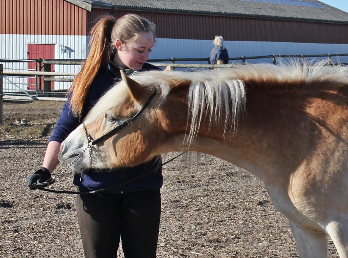 Tyroler Haflinger 'Haffi af Elghuset' (Solgt) - Haffi er en rigtig guffe hest!! :D Foto: Min mor billede 5