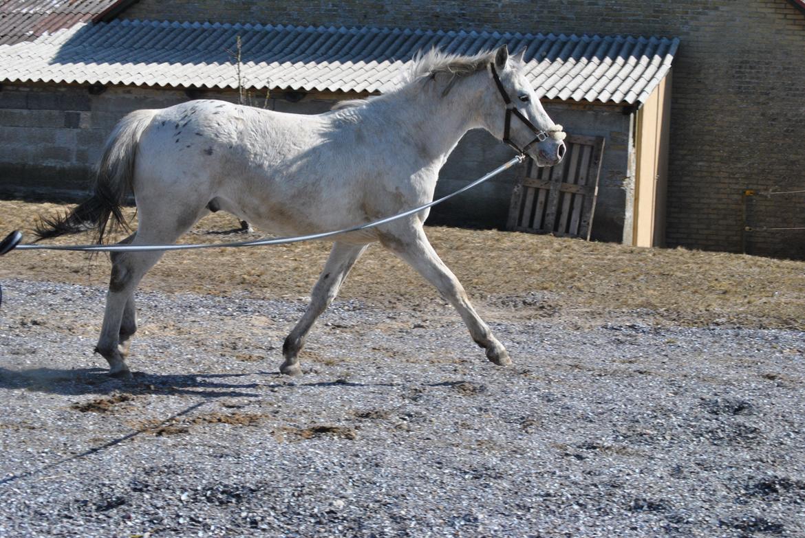 Knabstrupper Makur :-)(solgt) billede 11