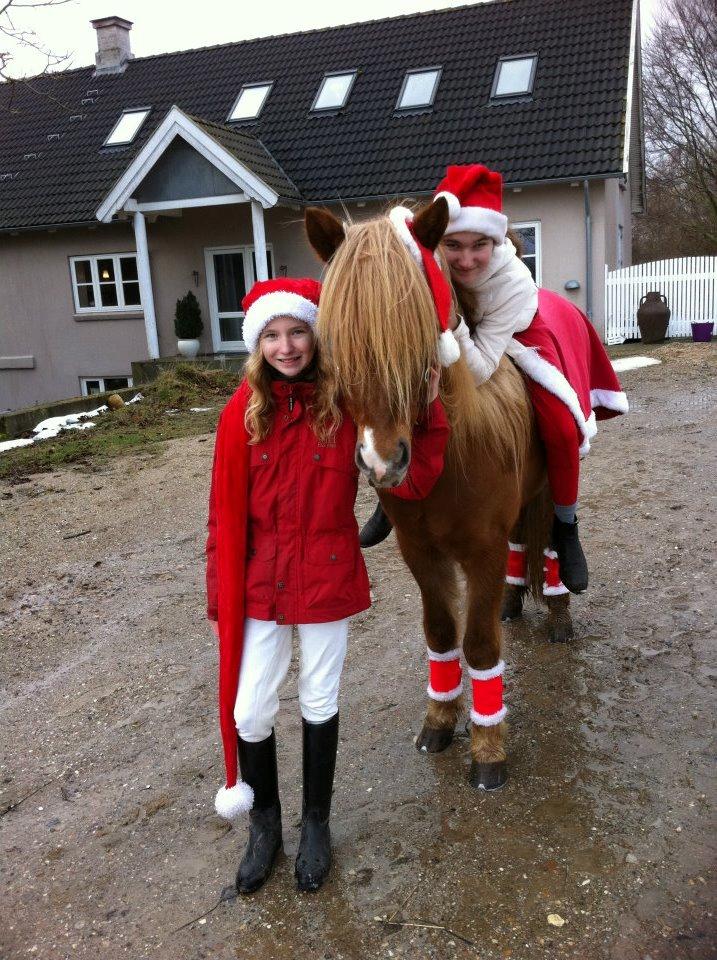 Islænder Garmur fra Lækjamoti - nu det jul med Cecilie, Jessica og Garmur billede 12