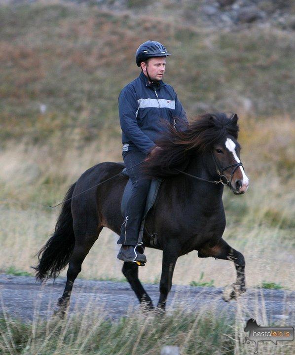 Islænder Isabella fra Snartartungu - isabella tølter med sin tidligere ejer på island billede 14