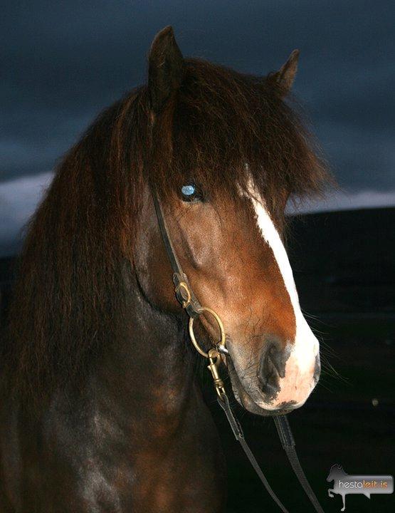 Islænder Isabella fra Snartartungu - Isabella på island billede 13