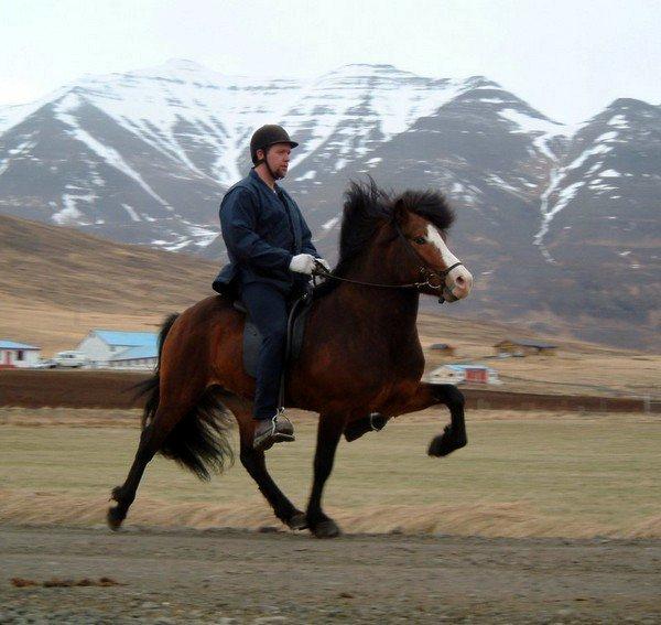 Islænder Isabella fra Snartartungu - Her er Isabellas Far billede 18