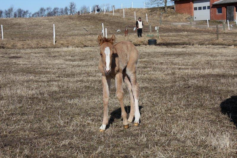 Mustang BestBreed Mustang Creek billede 3