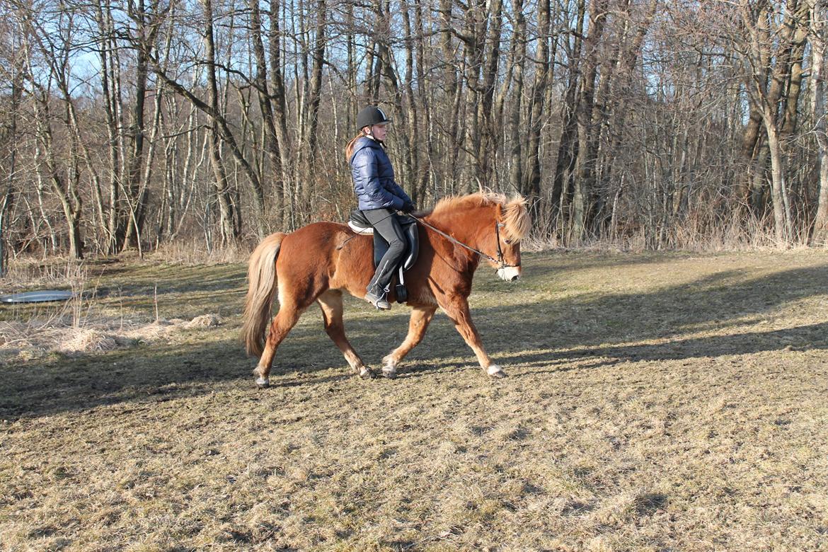 Islænder Asdis fra Selsø billede 2
