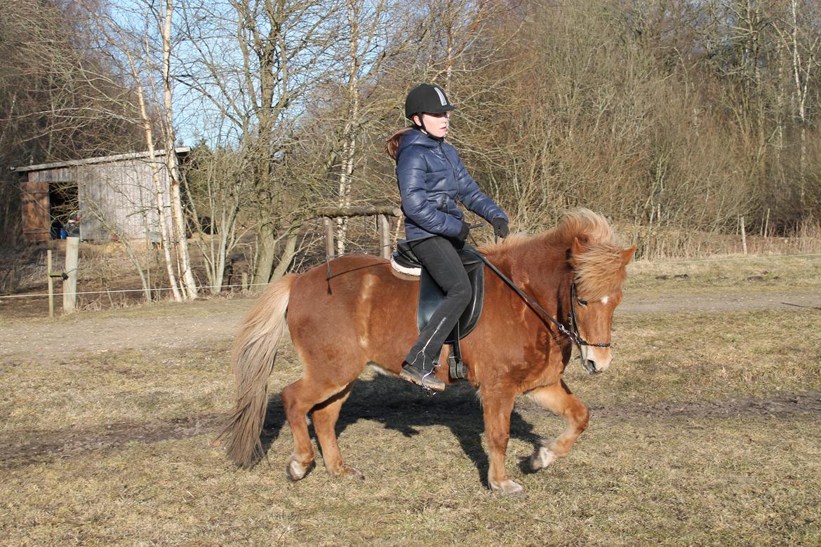 Islænder Asdis fra Selsø billede 9