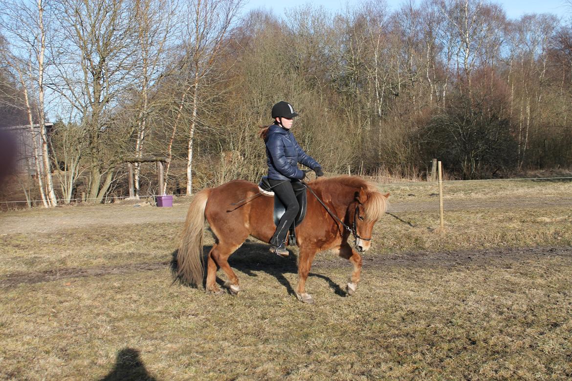 Islænder Asdis fra Selsø billede 10