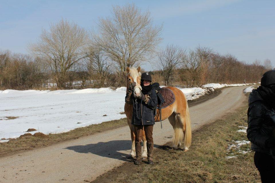Haflinger NORDLUNDES HONEY - påskeægge jagt på vesterbymark.. billede 15