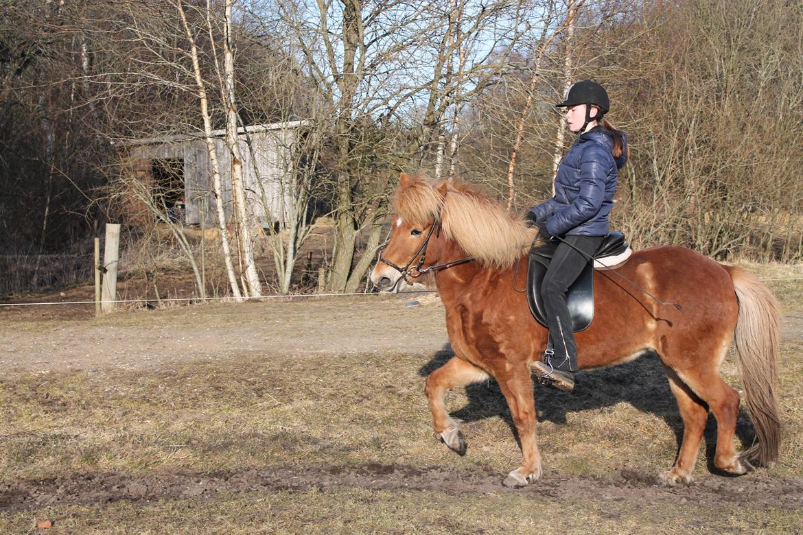 Islænder Asdis fra Selsø billede 11