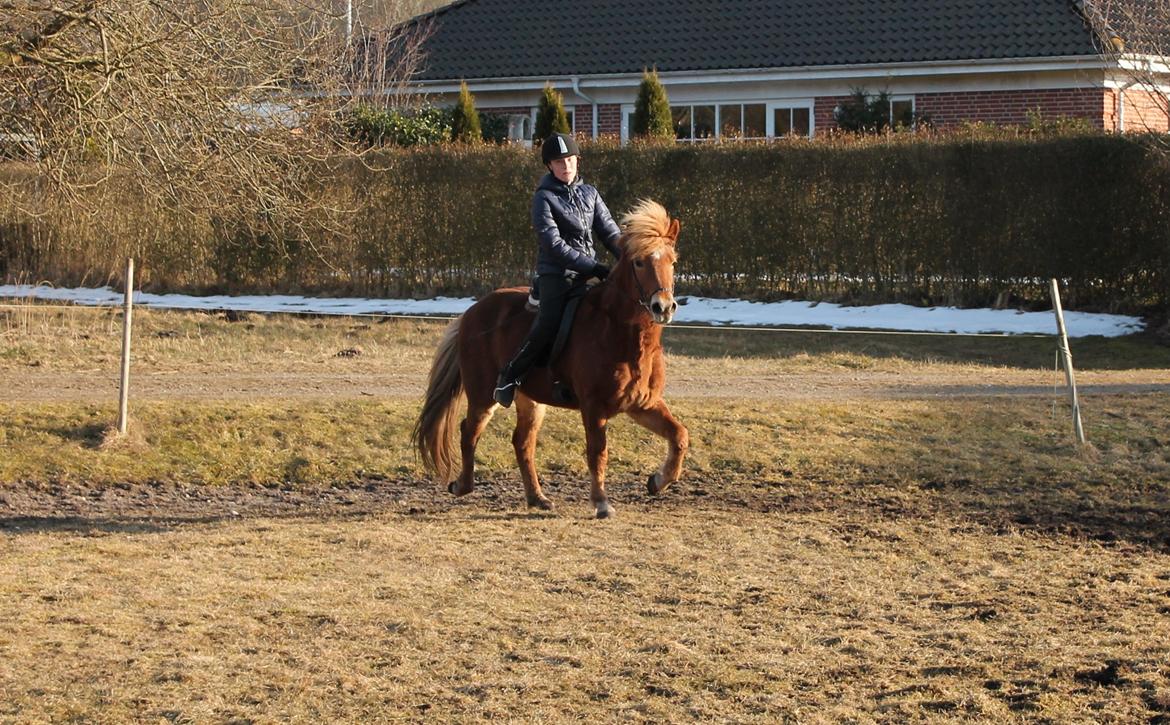 Islænder Asdis fra Selsø billede 12