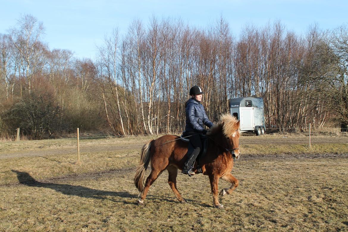 Islænder Asdis fra Selsø billede 13