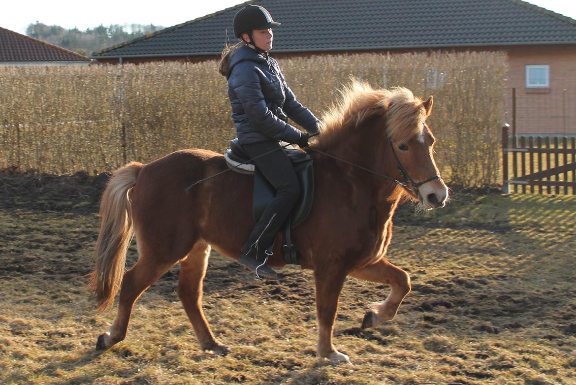 Islænder Asdis fra Selsø - Jah, du har da rykket dig lidt. Hehe.. Love U <3 billede 1