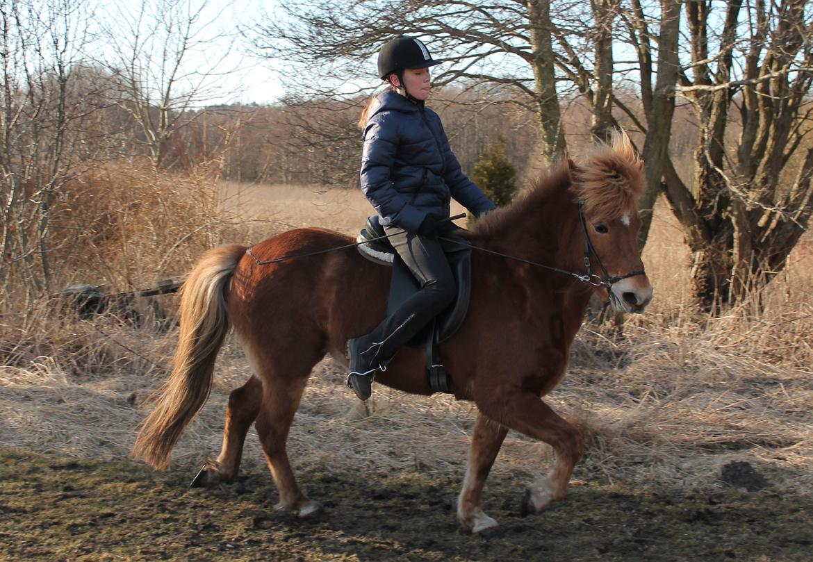 Islænder Asdis fra Selsø billede 14