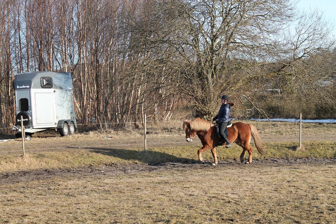 Islænder Asdis fra Selsø billede 3