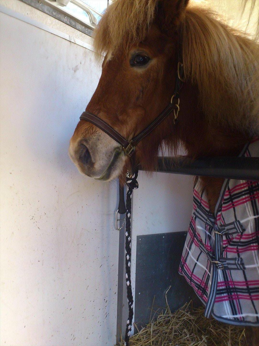 Islænder Asdis fra Selsø billede 7