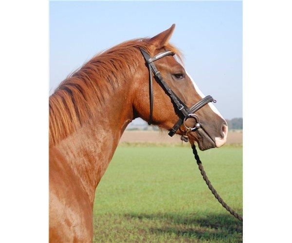 Pinto Hejninges Herkules billede 1