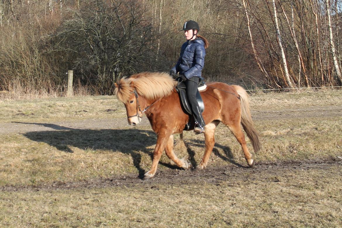 Islænder Asdis fra Selsø - Àsdis og hendes helt igennm fantastiske trav! billede 15