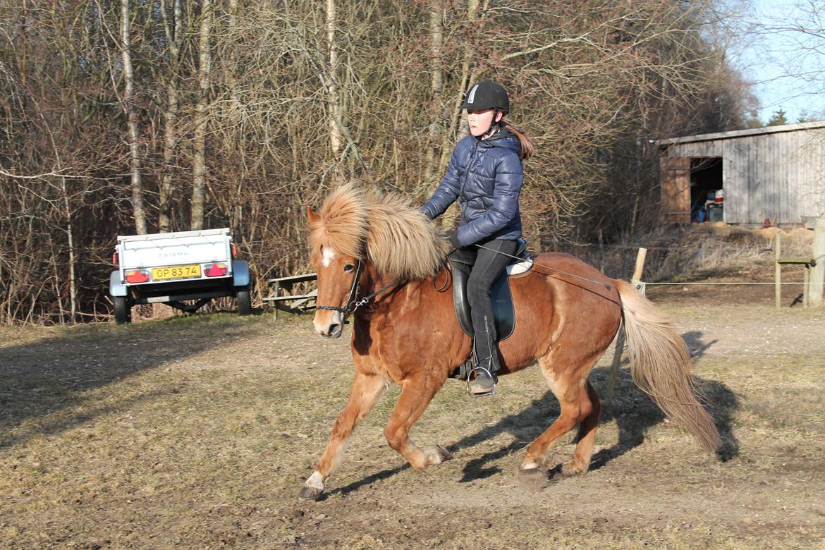 Islænder Asdis fra Selsø billede 16
