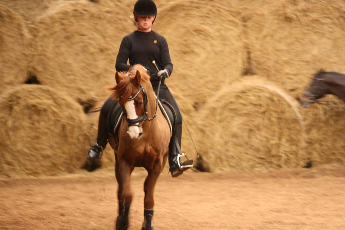 DSP Laila B-pony billede 1