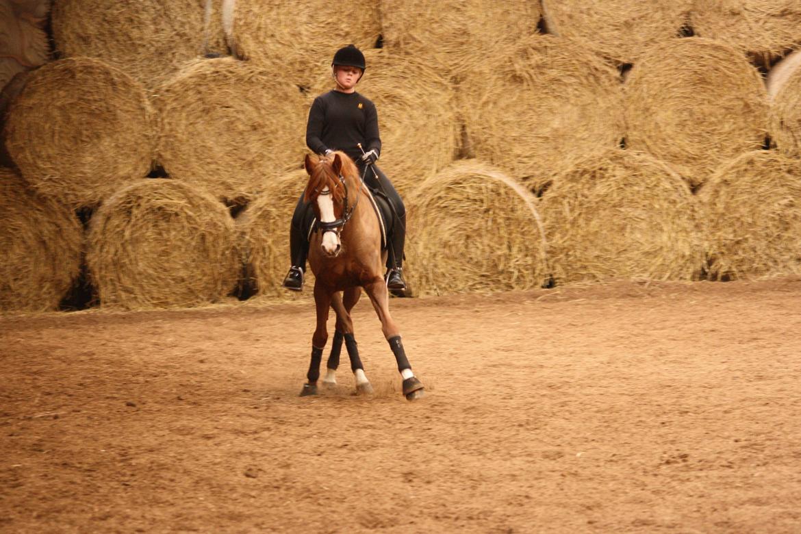 DSP Laila B-pony billede 2