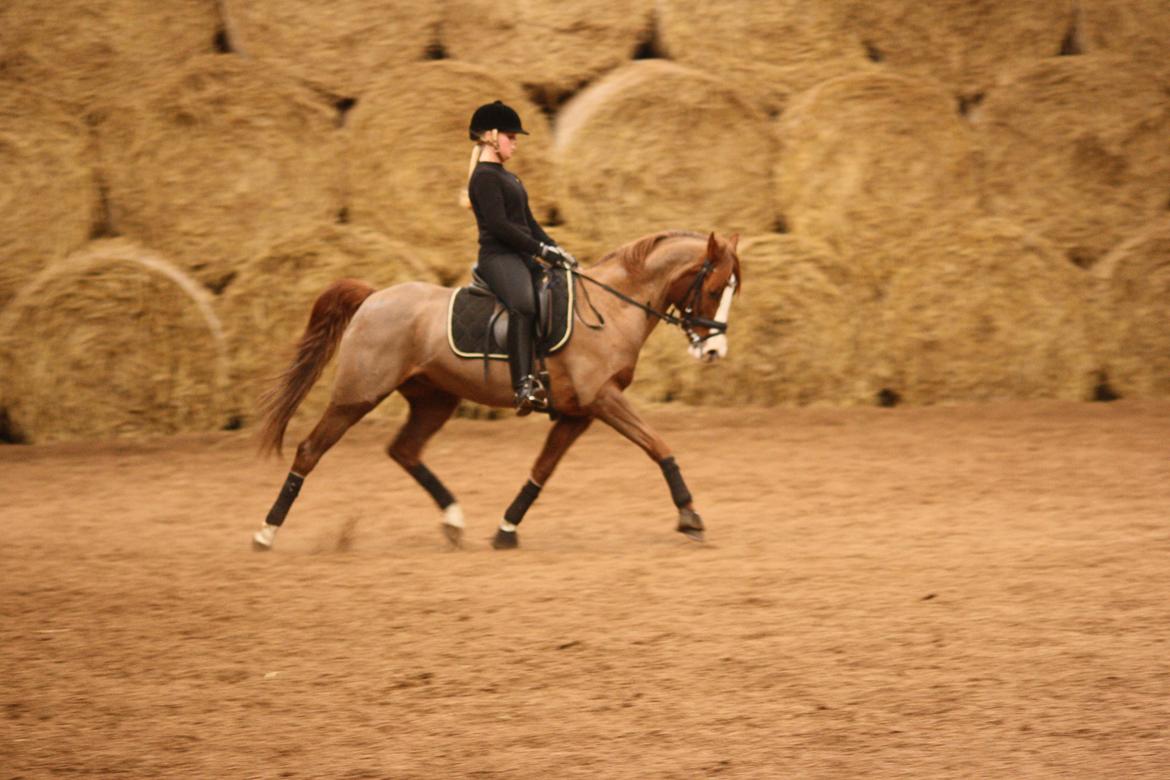 DSP Laila B-pony billede 3