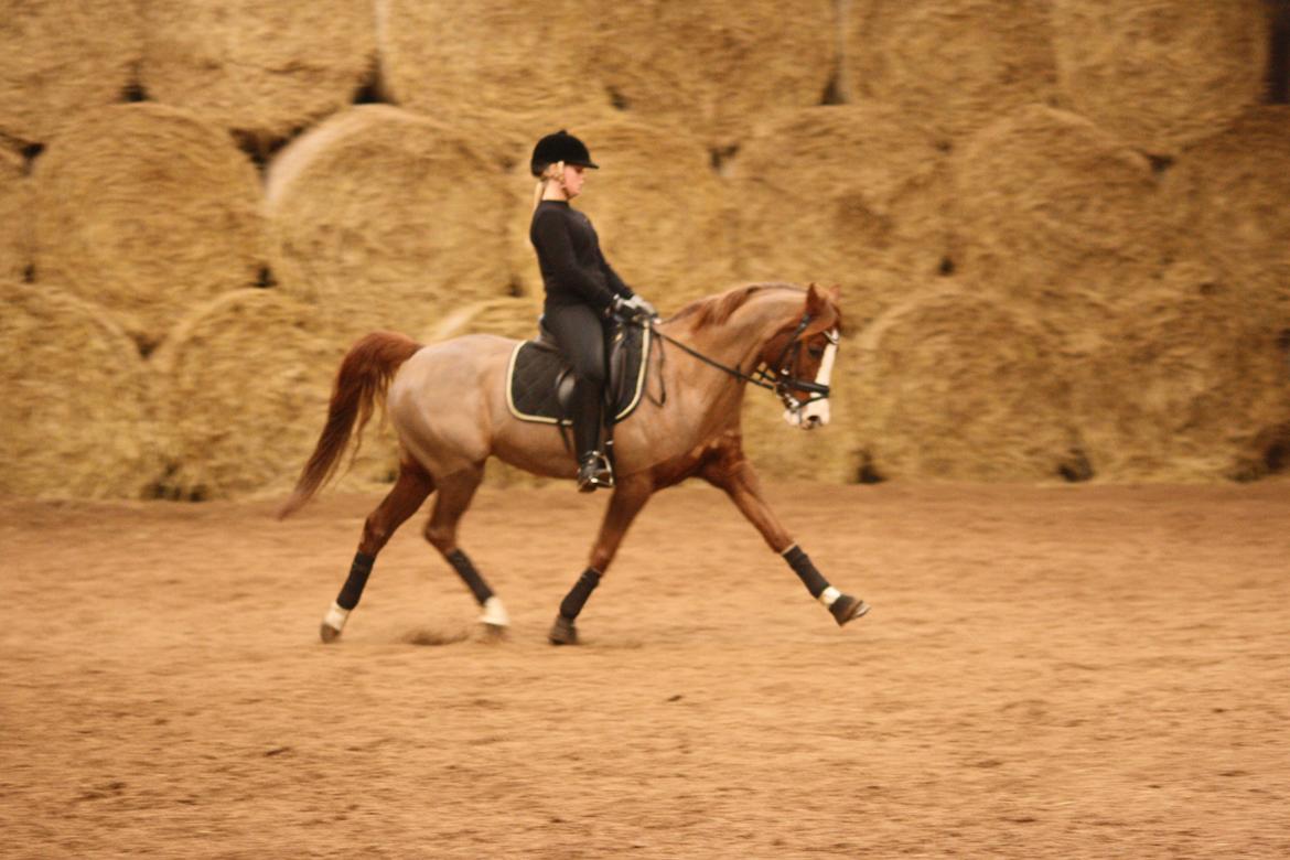 DSP Laila B-pony billede 4