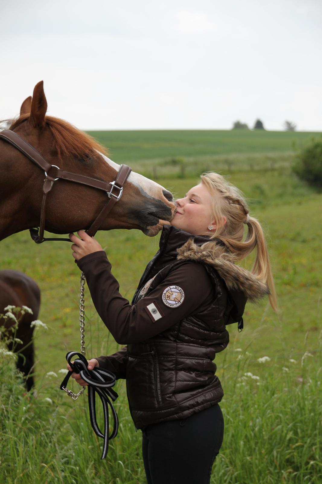 DSP Laila B-pony billede 5