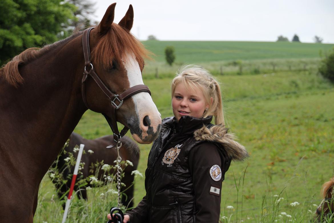 DSP Laila B-pony billede 6