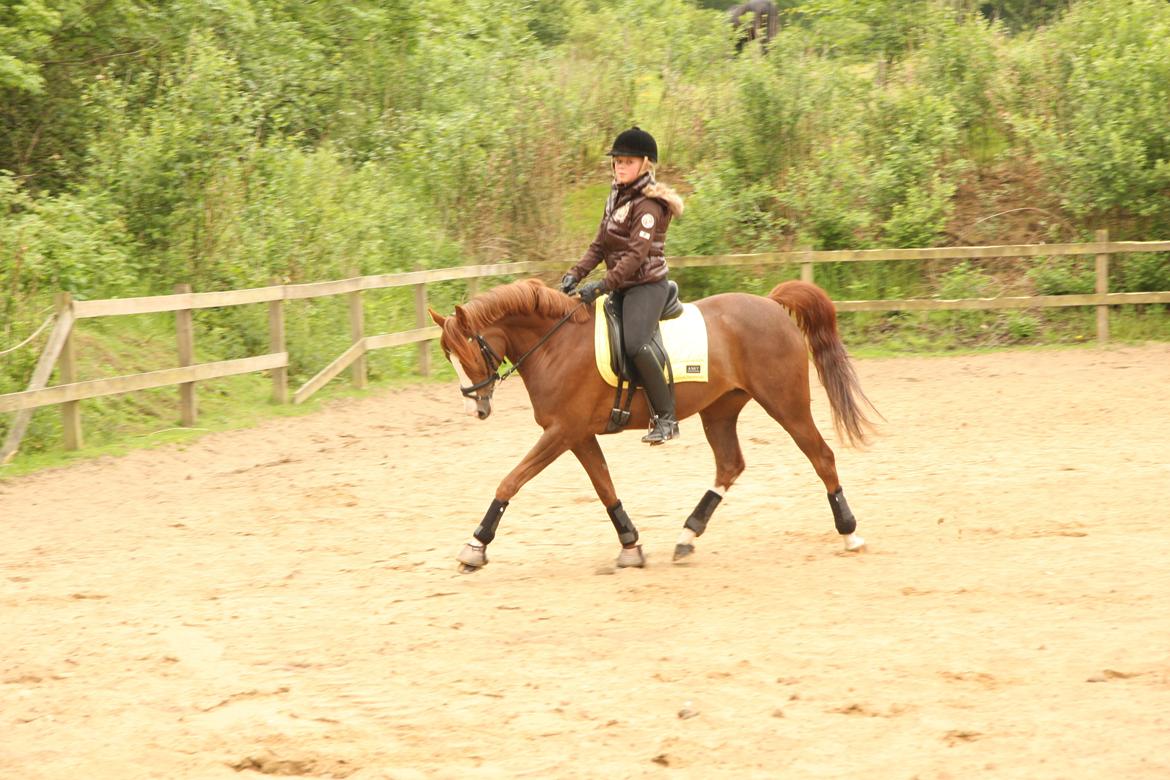 DSP Laila B-pony billede 7