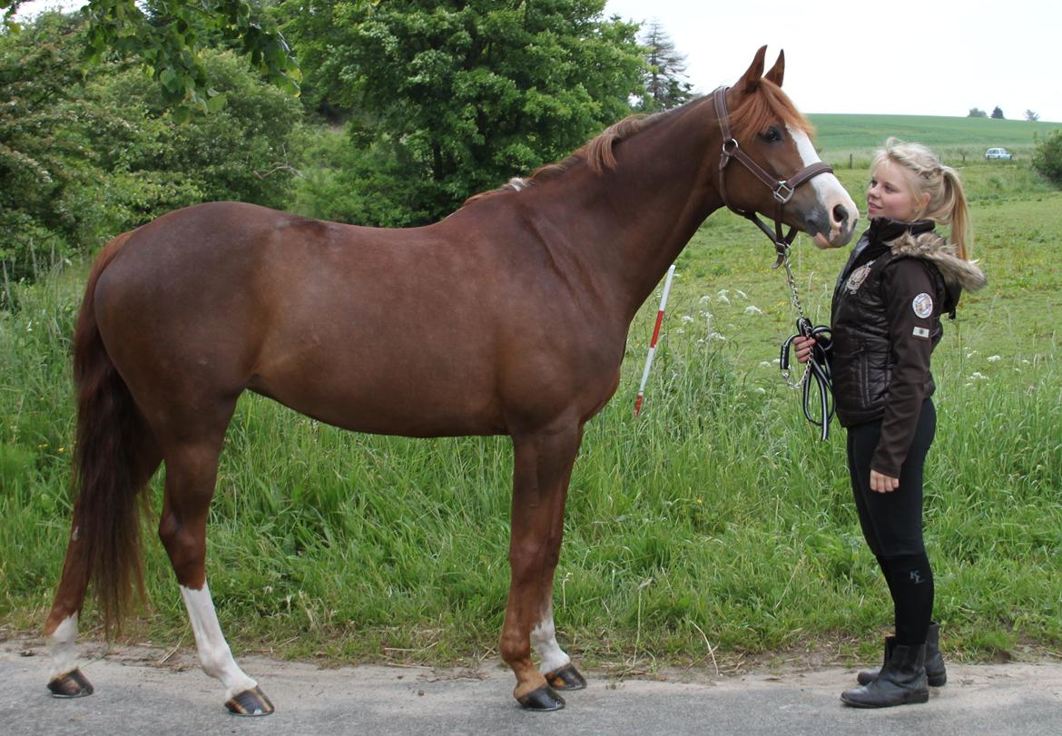 DSP Laila B-pony billede 8