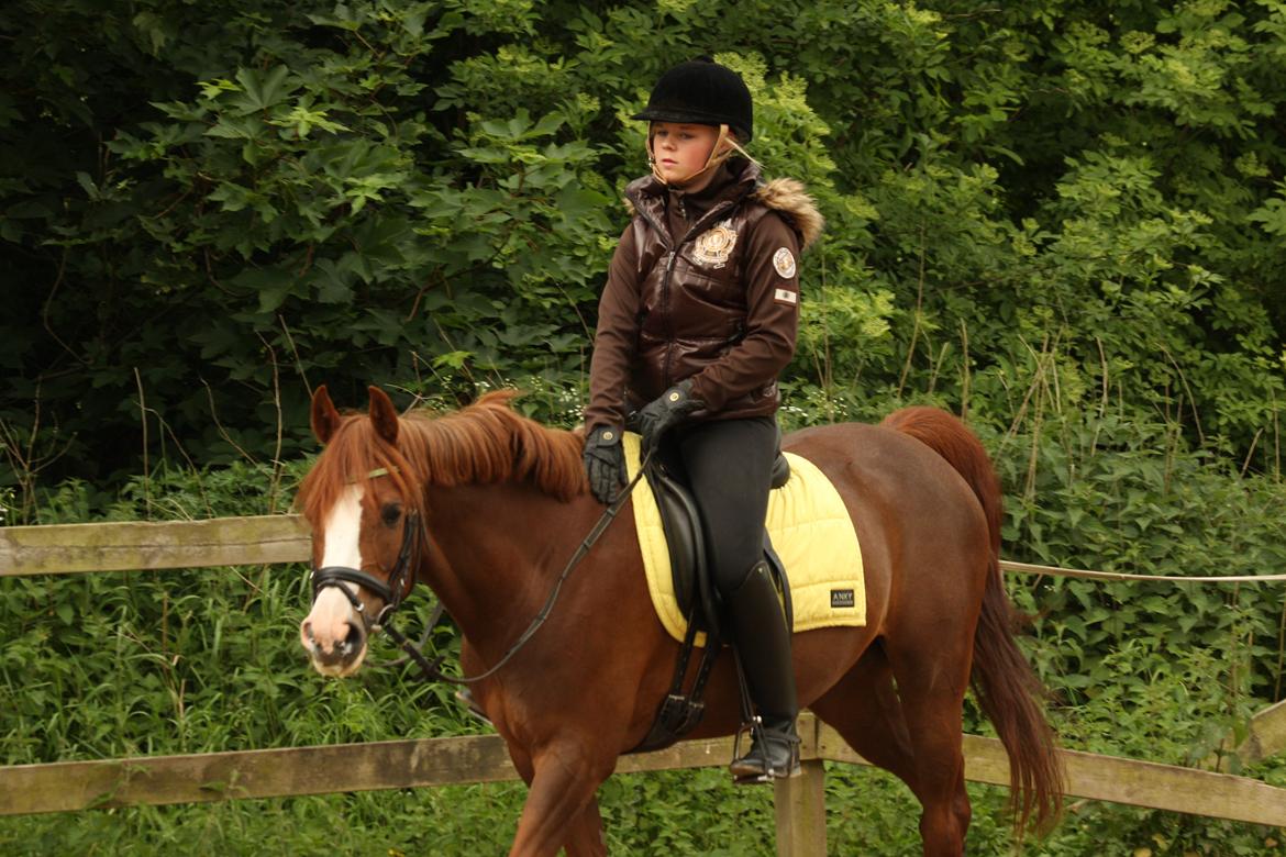 DSP Laila B-pony billede 9