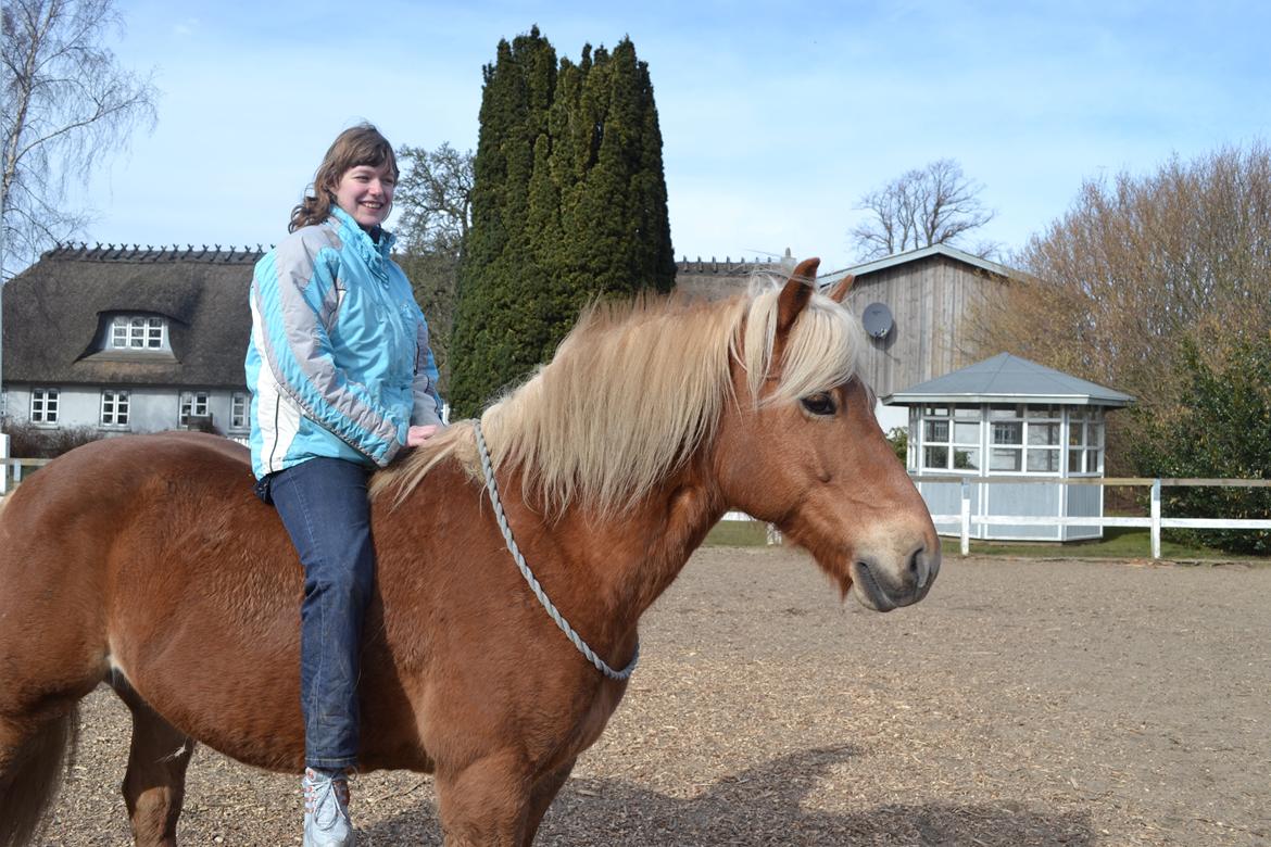 Haflinger Monday Vanja R.I.P - Træning i cordeo <3 billede 2